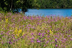 Wiese Oulojoki - Zum Vergroessern klicken!